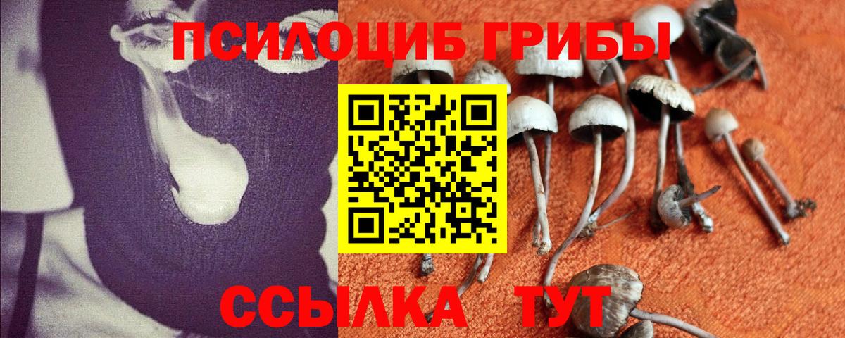 Карабулак  Галлюциногенные грибы Psilocybine cubensis  Вход с VPN 